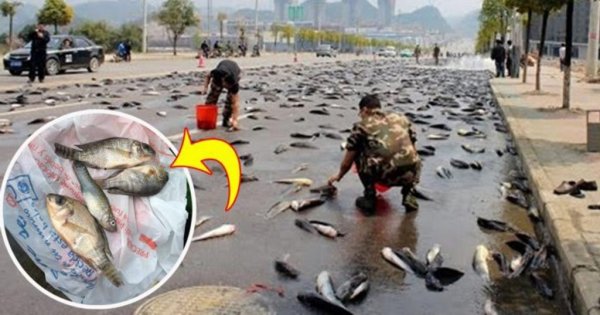 Йоро рыбный дождь