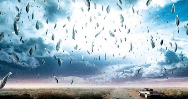 Дождь из живых существ