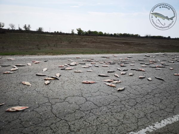 Рыба на асфальте