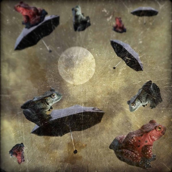 Дождь из лягушек