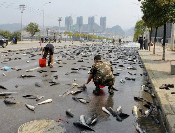 Игра рыбный дождь секреты