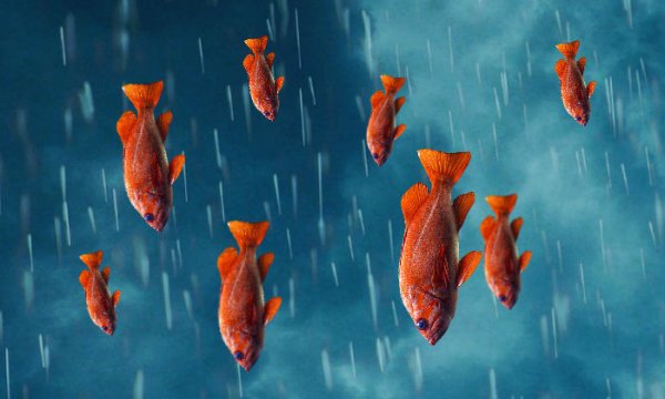 Рыбка и дождь