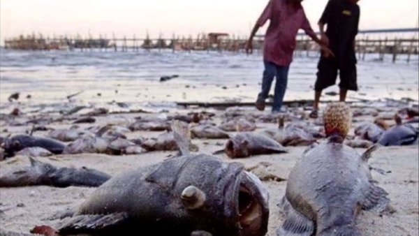 Дождь из животных редкое явление