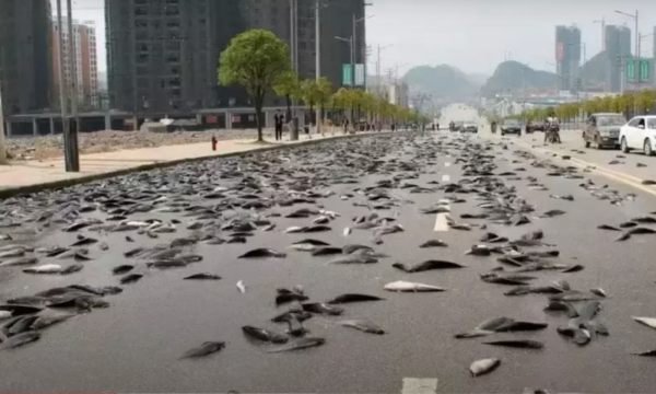 Гондурасские дожди