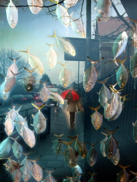 Дождь из животных