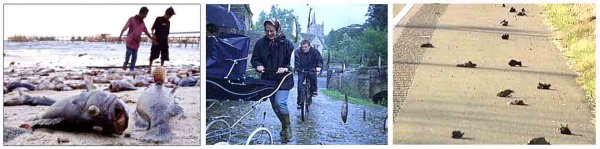 Дождь из рыбы и лягушек