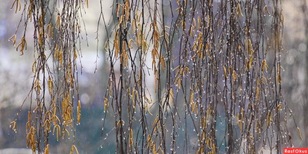 Апрельский дождь