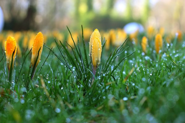 Солнечная Весна