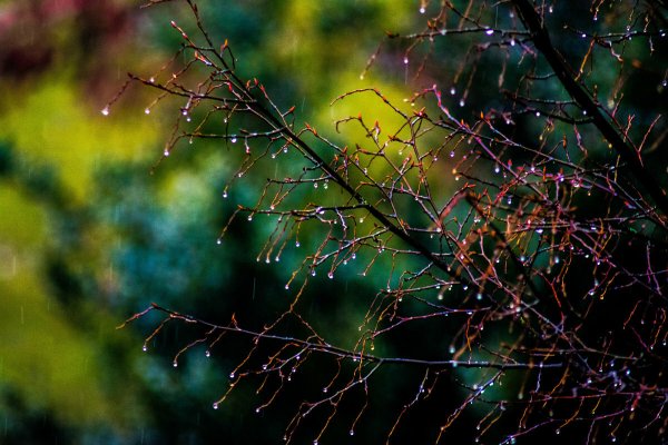 Весна дождь