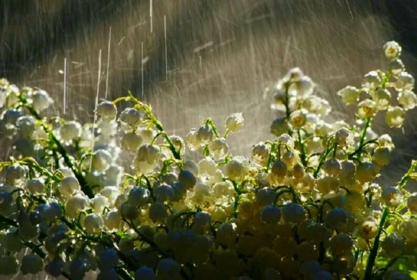 Весна дождь