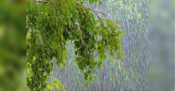 Летний дождь