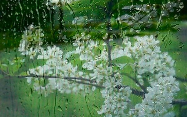 Черемуха дождь