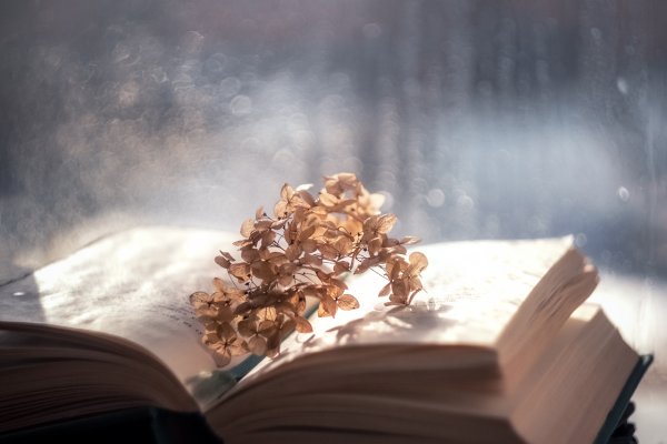 Дождь книга