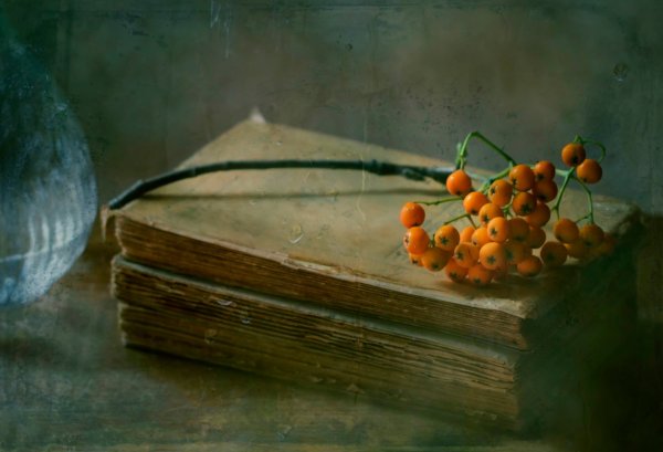 Ветка на книге