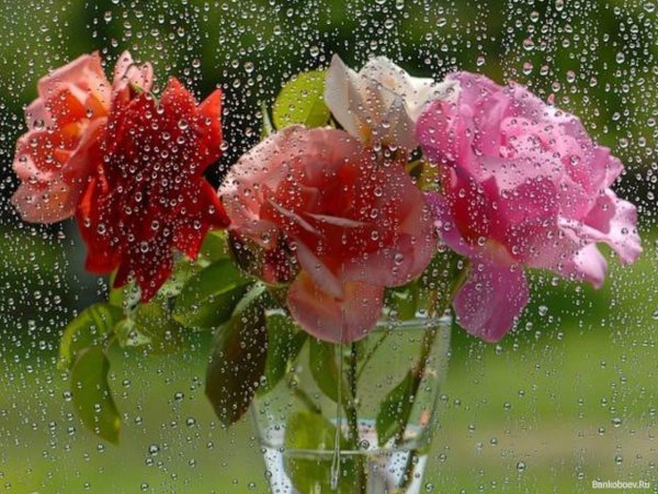 Цветы анимация