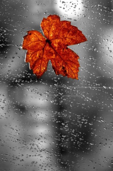 Осенний дождь фотография #1363109