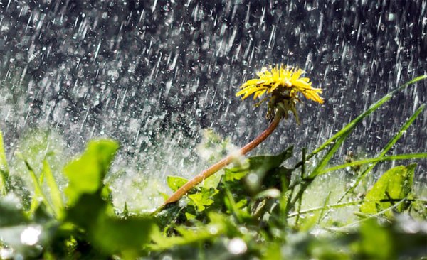 Жара и ливни