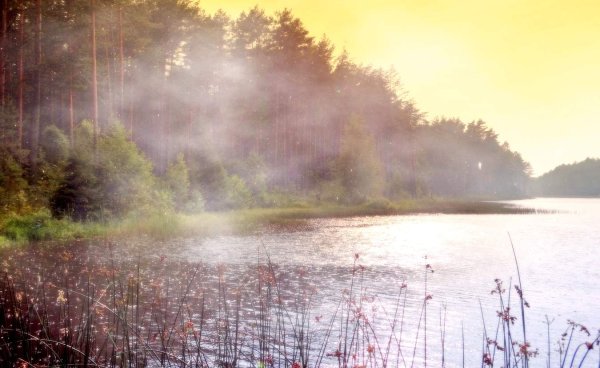 Лето туман дождь