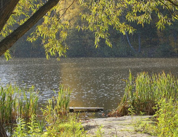 Дождь над озером