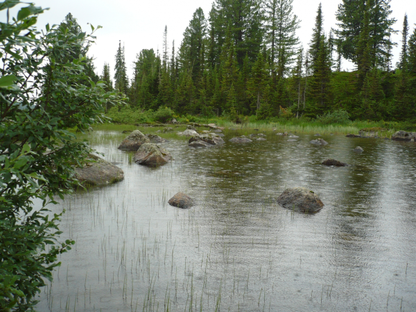 Тайга река дождь