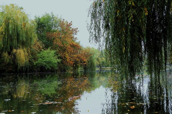 Плакучая Ива у озера