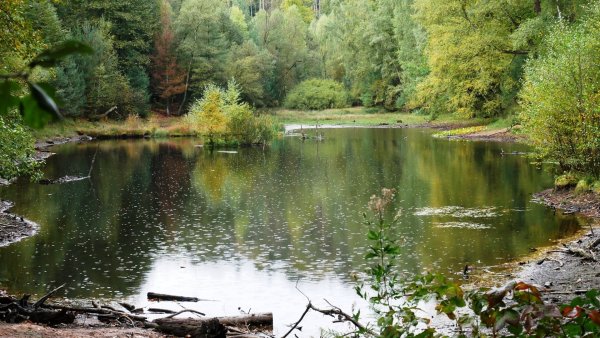 Озеро в лесу дождь