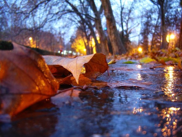 Мокрая осень