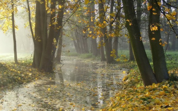 Дождь в осеннем лесу