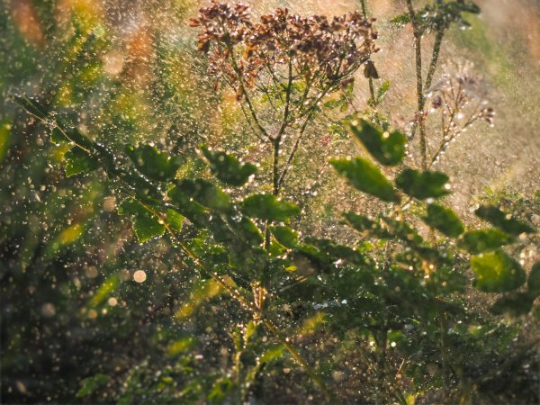 Сад после дождя