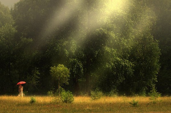Летний грибной дождь