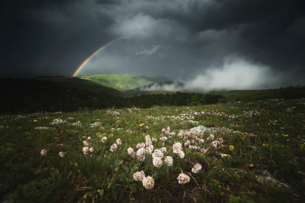 Луг после дождя