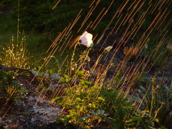 Грибной дождик