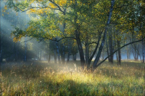 Утро в лесу после дождя