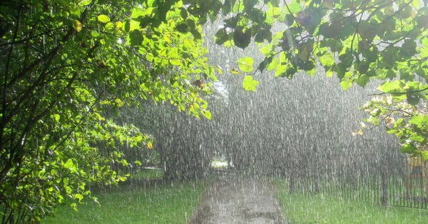 Грибной дождь в городе