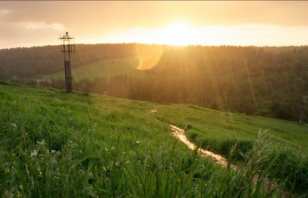 Солнечный грибной дождь