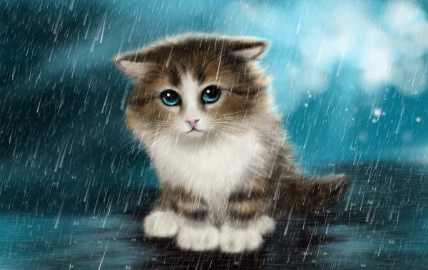Котик под дождем