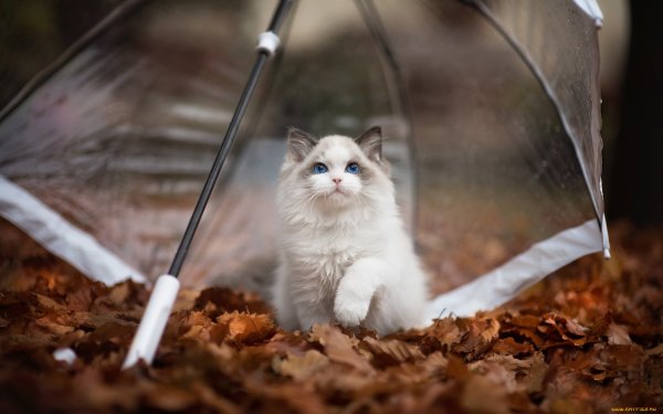 Коты под зонтом