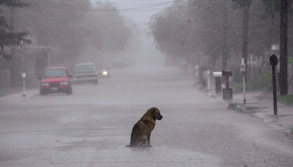 Одинокая собака под дождем