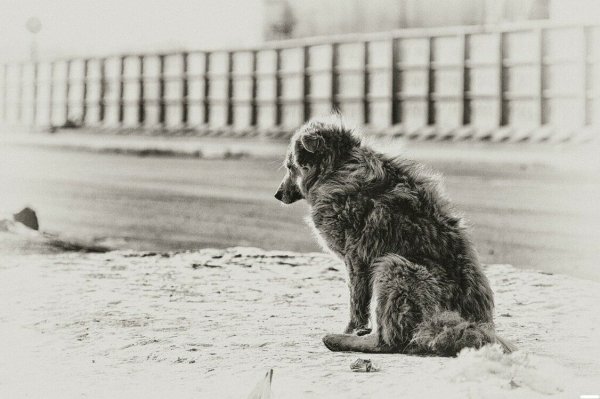 Одинокая бездомная собака
