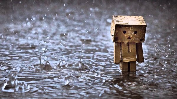 Danbo дождь