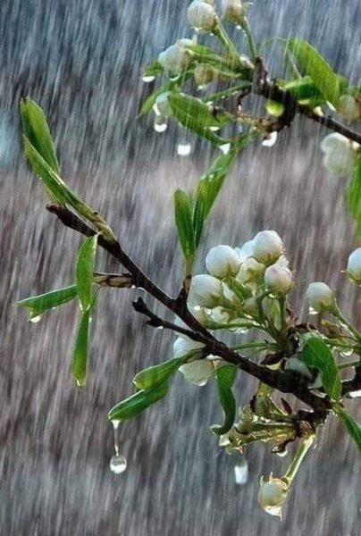 Весна дождь