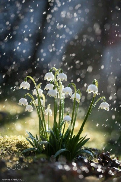 Цветы под дождем