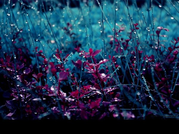 Дождь фото красивые