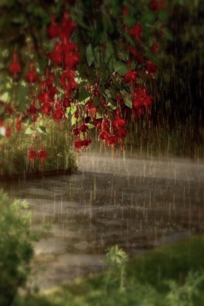 Август дождь природа