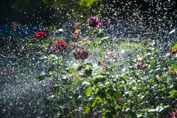 Летний дождь