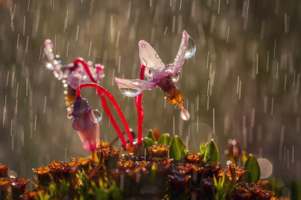 Цветы под дождем