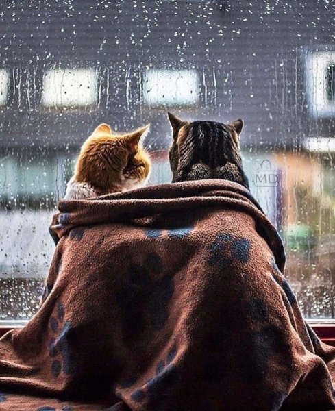 Котик под дождем