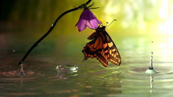 Макросъемка природа