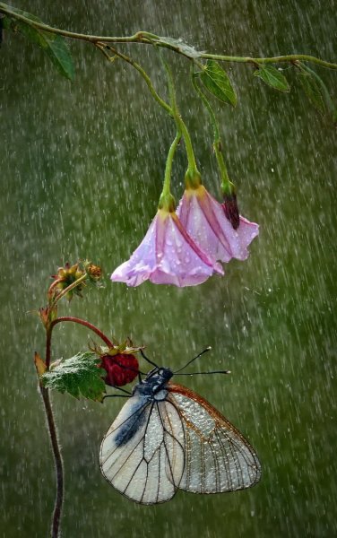 Бабочка под дождем