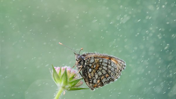 Бабочка под дождем